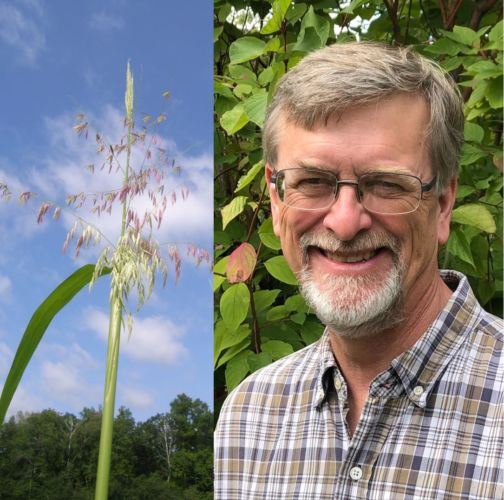 On one half of the picture is the seed-head of wild rice with blue sky behind, and on the other half of the picture is the head and shoulders of a white man with greyish-brown hair and beard and glasses. He is  wearing a brown plaid shirt and standing in front of a green bush.